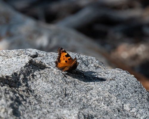 iNaturalist observation photo of California Tortoiseshell