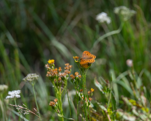 iNaturalist observation photo of Lesser Fritillaries
