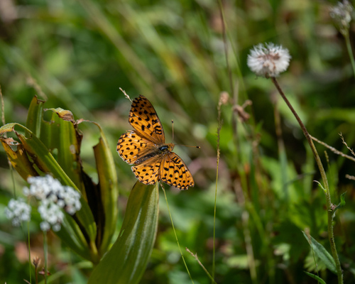 iNaturalist observation photo of Greater Fritillaries