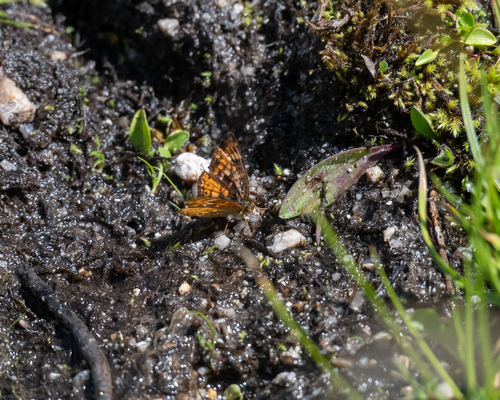 iNaturalist observation photo of Hoffmann's Checkerspot