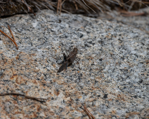 iNaturalist observation photo of Crackling Forest Grasshopper