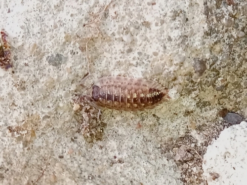Brickwork Woodlouse