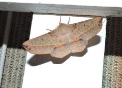 Antictenia punctunculus