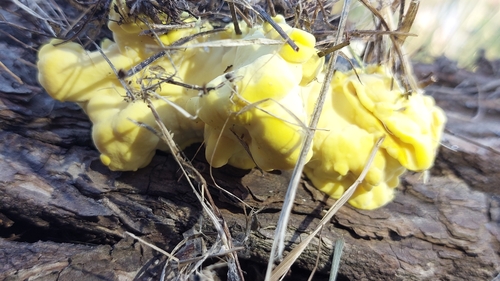 chicken of the woods