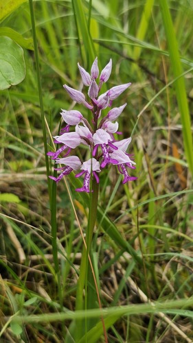 Orchis militaris, photograph 1