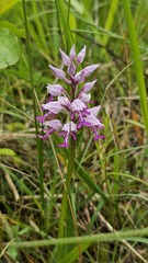 Orchis militaris, photograph (c) Claude Kolwelter, some rights reserved (CC BY)