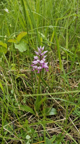 Orchis militaris, photograph 2