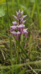 Orchis militaris, photograph (c) Claude Kolwelter, some rights reserved (CC BY)