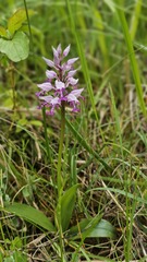 Orchis militaris, photograph (c) Claude Kolwelter, some rights reserved (CC BY)