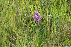 Orchis militaris