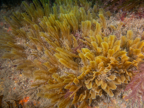Gymnangium observed 2026-08-15