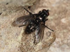 Rhinomorinia sarcophagina