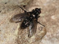 Rhinomorinia sarcophagina