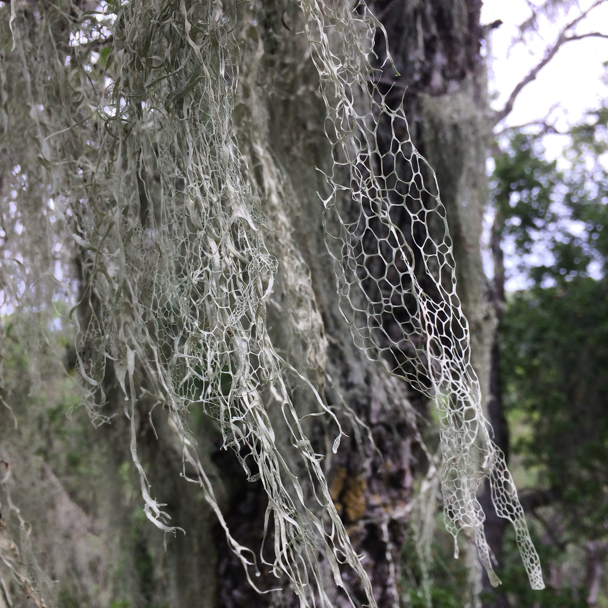 Ramalina image