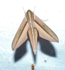 Theretra silhetensis