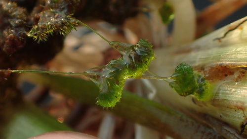 Nitella tenuissima observed 2026-08-12