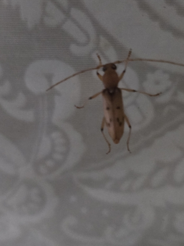 Achryson surinamum
