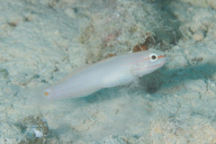 Amblygobius decussatus