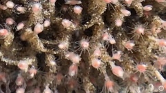 Ectopleura