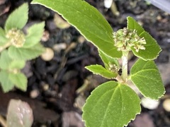 Euphorbia ophthalmica