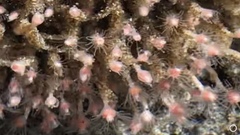 Ectopleura