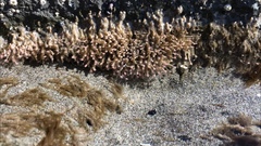 Ectopleura