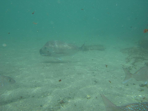 Chrysophrys auratus