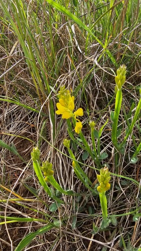 Genista sagittalis, photograph 6