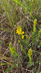Genista sagittalis, photograph (c) Claude Kolwelter, some rights reserved (CC BY)