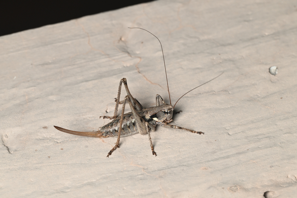Pretty-thigh Shieldback