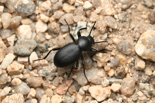 iNaturalist observation photo of Desert Stink Beetles