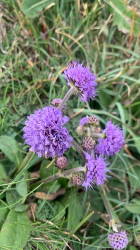 Devil's-bit Scabious