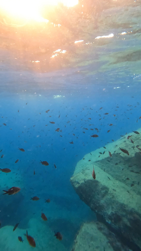 Mediterranean Damselfish