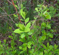 Spiraea × billardii