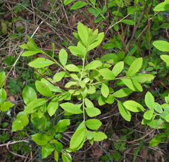 Spiraea × billardii