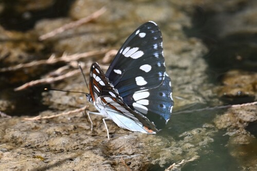 Southern White Admiral