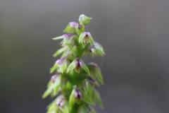 Genoplesium pumilum