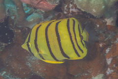 Chaetodon octofasciatus