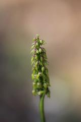 Genoplesium pumilum