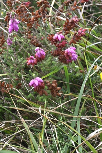 Erica ciliaris, photograph 4