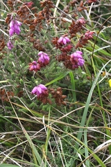 Erica ciliaris, photograph (c) Gerhard Egger, some rights reserved (CC BY)
