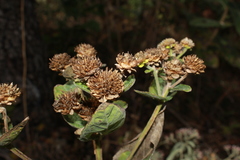 Verbesina sphaerocephala