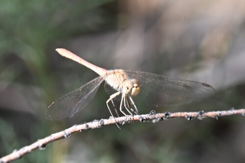 Sandy Darter