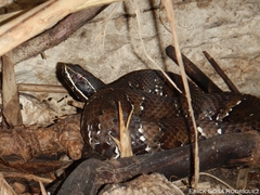 Agkistrodon russeolus
