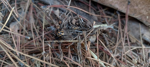 European Black Widow