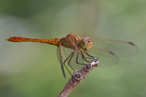 Southern Darter