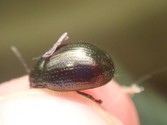 Chrysolina oricalcia