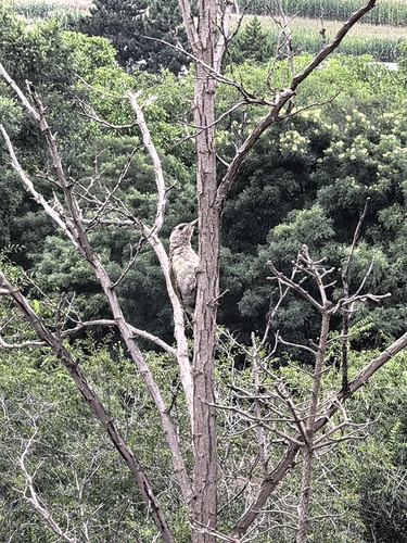 Grey-headed Woodpecker