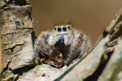 Phidippus princeps