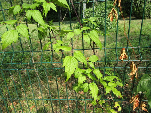 Clematis brevicaudata, photograph 1